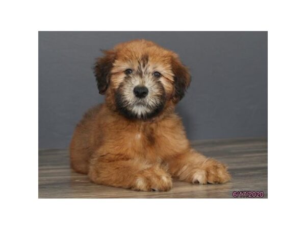 Soft Coated Wheaten Terrier DOG Female Wheaten 5940 Petland Montgomery, Alabama