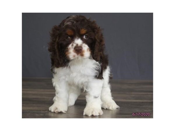 Cocker Spaniel DOG Male Chocolate / White 5941 Petland Montgomery, Alabama