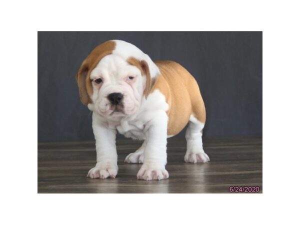 Bulldog/Bulldog-Beagle DOG Female Red / White 5942 Petland Montgomery, Alabama