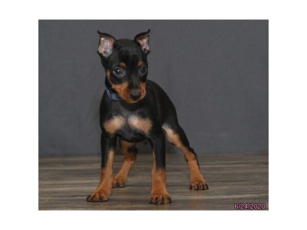 Miniature Pinscher DOG Male Black / Tan 5943 Petland Montgomery, Alabama