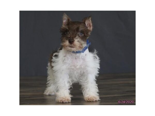 Miniature Schnauzer DOG Male White / Chocolate 5944 Petland Montgomery, Alabama