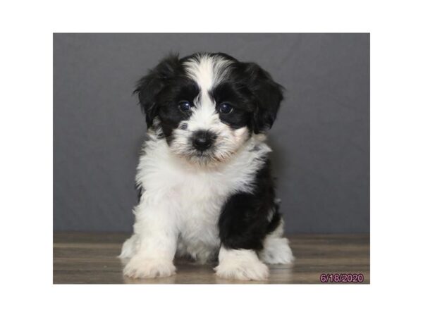 Coton De Tulear DOG Male Black / White 5945 Petland Montgomery, Alabama