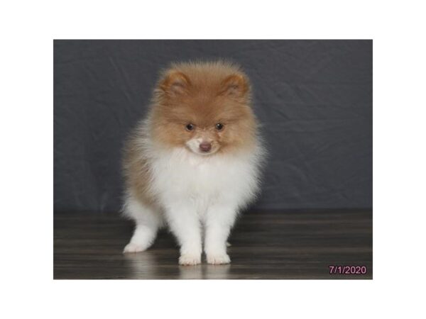 Pomeranian DOG Female Tan / White 5949 Petland Montgomery, Alabama