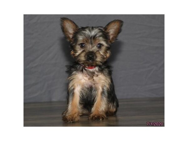 Yorkshire Terrier DOG Female Black / Tan 5950 Petland Montgomery, Alabama