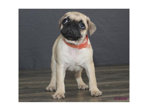 Pug DOG Male Fawn 5951 Petland Montgomery, Alabama