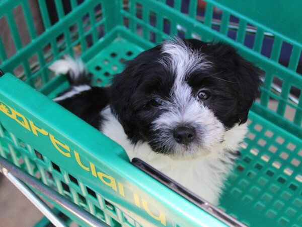 Havanese DOG Female Black 5946 Petland Montgomery, Alabama