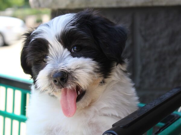 Havanese DOG Female Black 5947 Petland Montgomery, Alabama