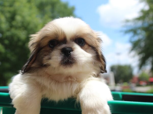 Pekingese DOG Male Sable / White 5948 Petland Montgomery, Alabama