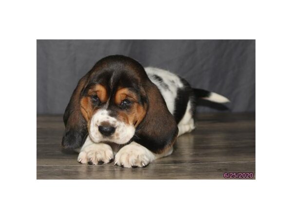 Basset Hound DOG Female Tri-Colored 5952 Petland Montgomery, Alabama