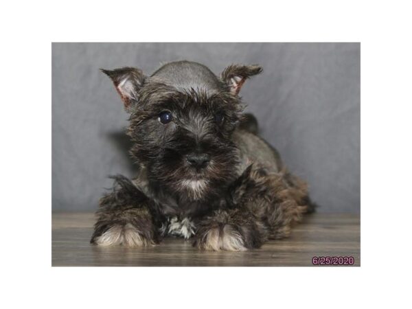 Miniature Schnauzer DOG Male Salt / Pepper 5953 Petland Montgomery, Alabama