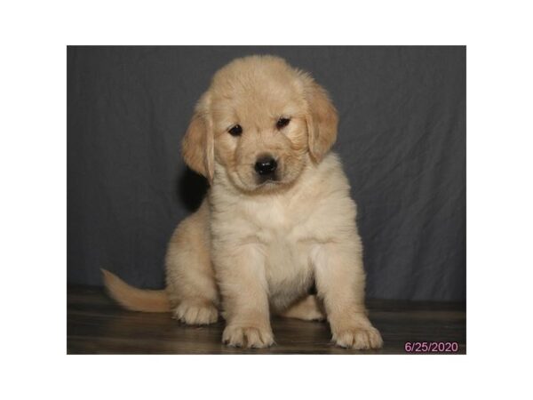 Golden Retriever DOG Female Golden 5954 Petland Montgomery, Alabama