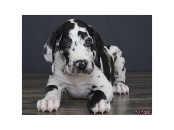 Great Dane DOG Male Harlequin 5956 Petland Montgomery, Alabama