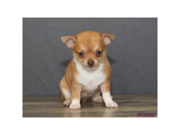 Chihuahua DOG Female Red Fawn 5957 Petland Montgomery, Alabama