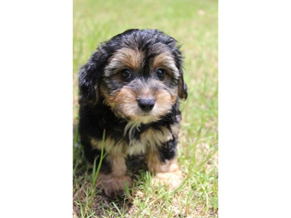 Yorkie Poo DOG Male BLK TAN 5959 Petland Montgomery, Alabama