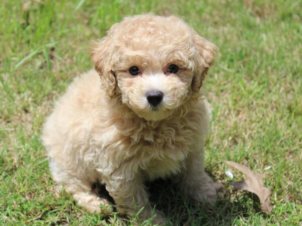 Bichon Poo DOG Male RED 5958 Petland Montgomery, Alabama