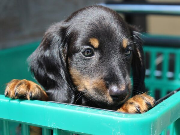 Dachshund DOG Female BLK TAN 5961 Petland Montgomery, Alabama