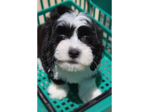 Havanese DOG Male CHOC WH 5962 Petland Montgomery, Alabama