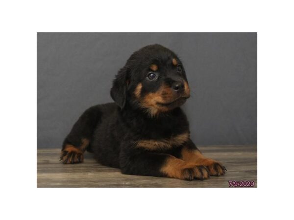 Rottweiler DOG Female Black / Tan 5963 Petland Montgomery, Alabama