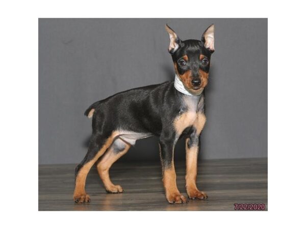 Miniature Pinscher DOG Male Black / Rust 5964 Petland Montgomery, Alabama