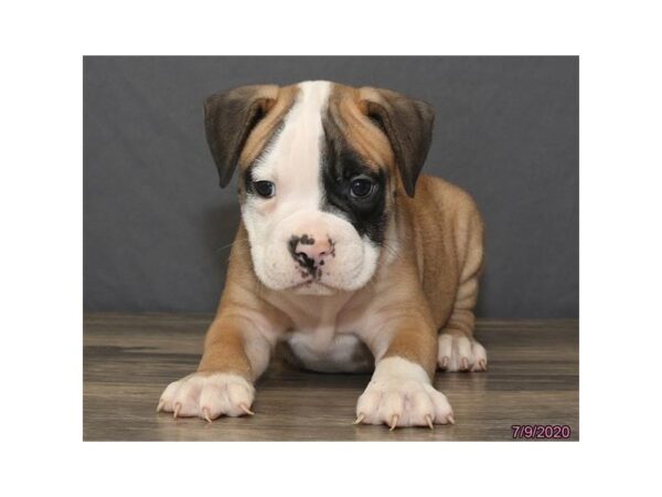 Olde Bulldog-DOG-Male-Brown / White-5966-Petland Montgomery, Alabama