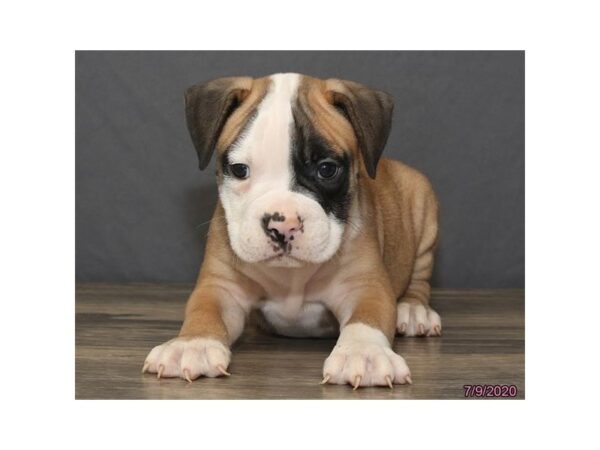 Olde Bulldog DOG Male Brown / White 5966 Petland Montgomery, Alabama