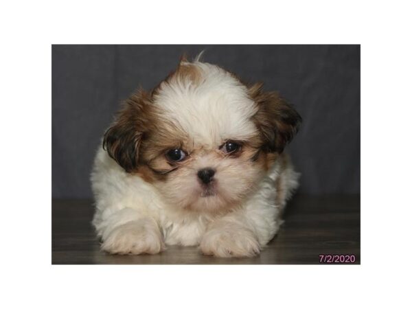 Shih Tzu DOG Female White / Gold 5967 Petland Montgomery, Alabama