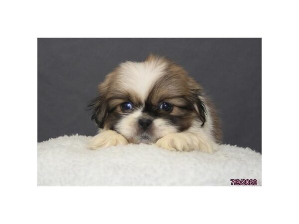 Pekingese DOG Male Sable / White 5968 Petland Montgomery, Alabama