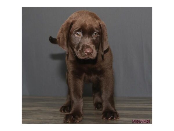 Labrador Retriever-DOG-Female-Chocolate-5970-Petland Montgomery, Alabama