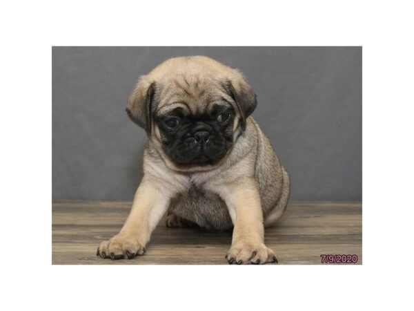 Pug-DOG-Male-Fawn-5971-Petland Montgomery, Alabama