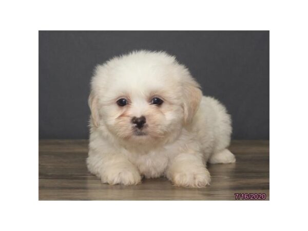 Teddy Bear DOG Male Cream 5973 Petland Montgomery, Alabama