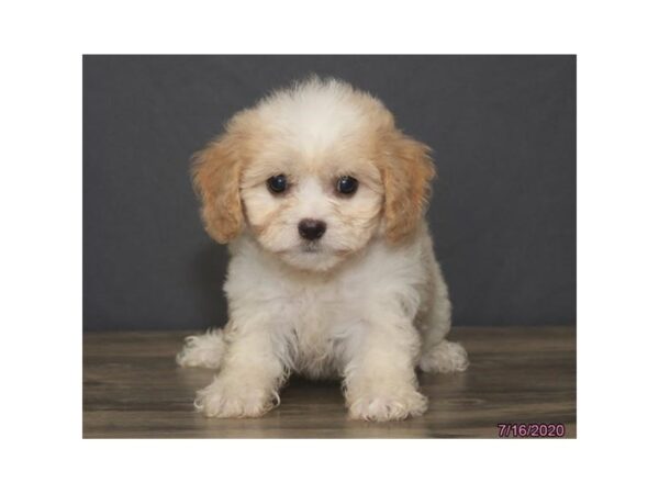 Cavachon-DOG-Female-Blenheim-5974-Petland Montgomery, Alabama