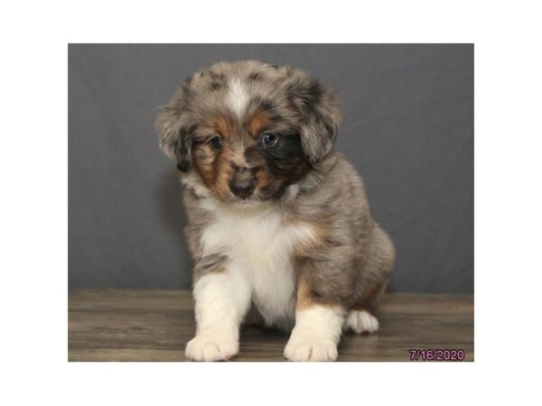 Miniature Australian Shepherd DOG Male Blue Merle 5975 Petland Montgomery, Alabama