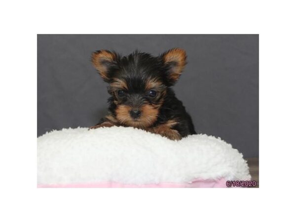 Yorkshire Terrier-DOG-Female-Black / Tan-5978-Petland Montgomery, Alabama