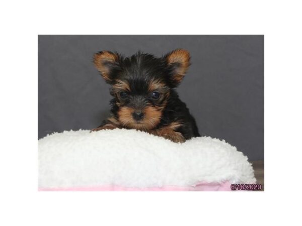 Yorkshire Terrier DOG Female Black / Tan 5978 Petland Montgomery, Alabama