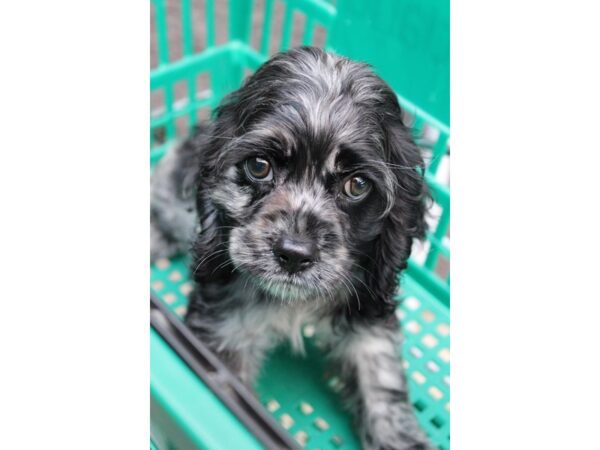 Cocker Spaniel-DOG-Male-Blue Roan-5976-Petland Montgomery, Alabama