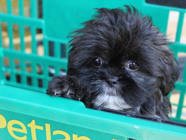 Shih Tzu DOG Male Brindle / White 5977 Petland Montgomery, Alabama