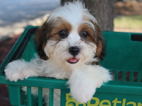 Teddy Bear-DOG-Male-BROWN WH-5983-Petland Montgomery, Alabama