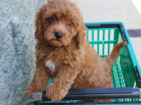 Cava Poo-DOG-Female-RED-5981-Petland Montgomery, Alabama