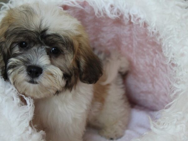 Teddy Bear-DOG-Female-BROWN WH-5982-Petland Montgomery, Alabama