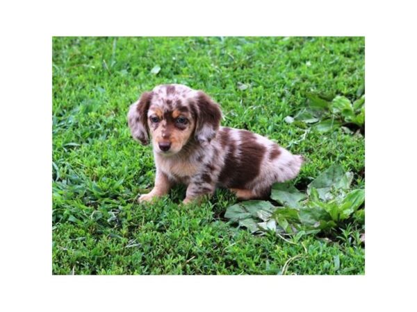 Dachshund DOG Male Chocolate 5990 Petland Montgomery, Alabama