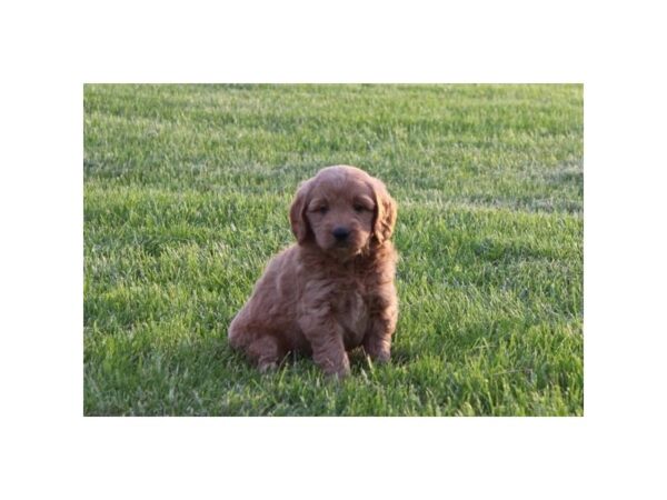 Goldendoodle Mini-DOG-Female-Golden-5991-Petland Montgomery, Alabama