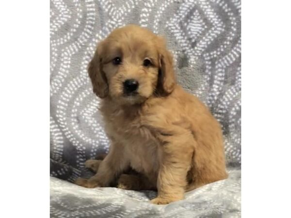 Goldendoodle Mini DOG Male Golden 5992 Petland Montgomery, Alabama