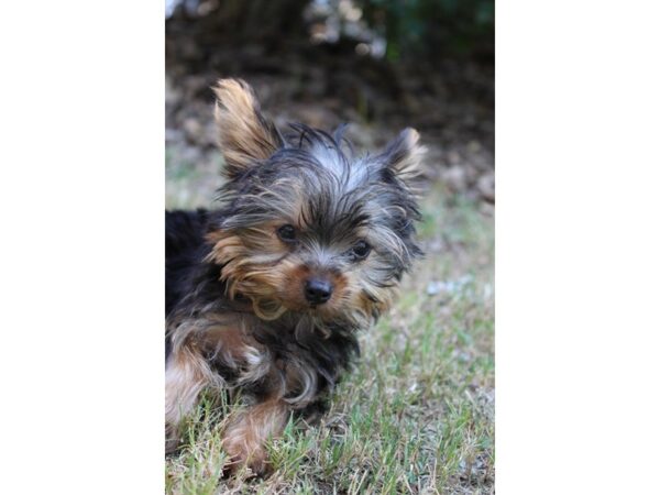 Yorkshire Terrier DOG Male Black / Tan 5989 Petland Montgomery, Alabama