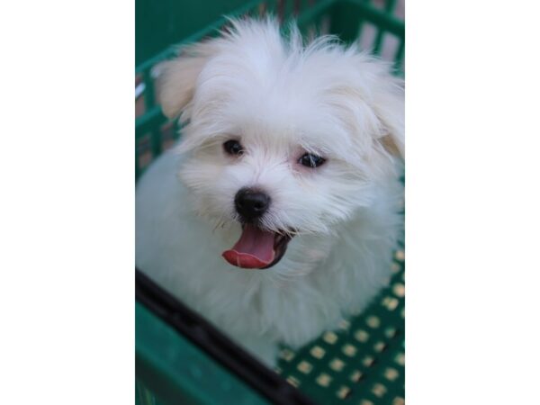 Maltese-DOG-Female-White-5988-Petland Montgomery, Alabama
