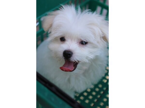 Maltese DOG Female White 5988 Petland Montgomery, Alabama