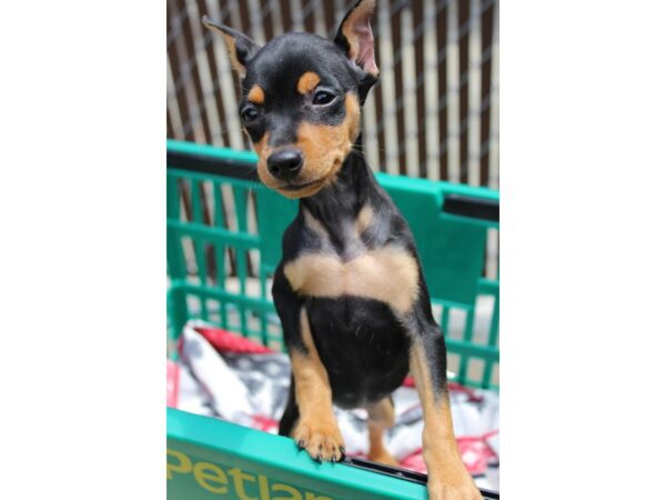 Miniature Pinscher DOG Female Black / Rust 5987 Petland Montgomery, Alabama