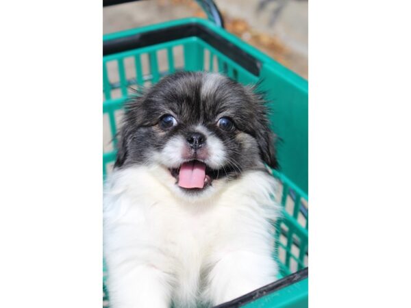 Pekingese DOG Male Sable / White 5984 Petland Montgomery, Alabama