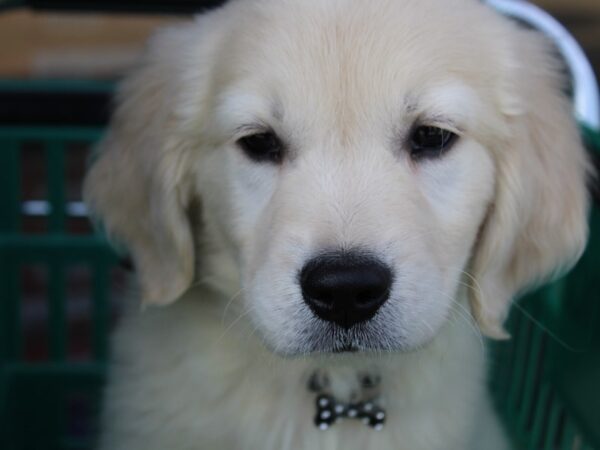 Golden Retriever DOG Male Cream 5985 Petland Montgomery, Alabama