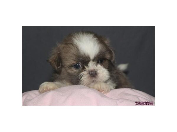 Shih Tzu-DOG-Female-Blue-5995-Petland Montgomery, Alabama