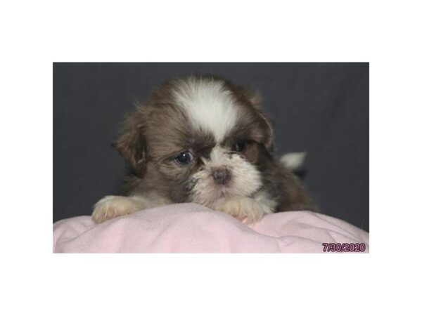 Shih Tzu DOG Female Blue 5995 Petland Montgomery, Alabama